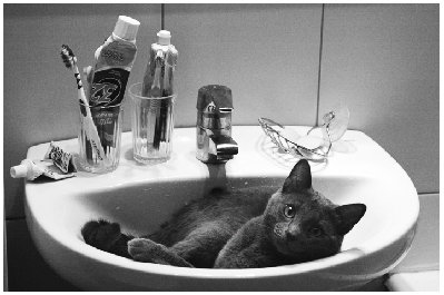 cat1.jpg