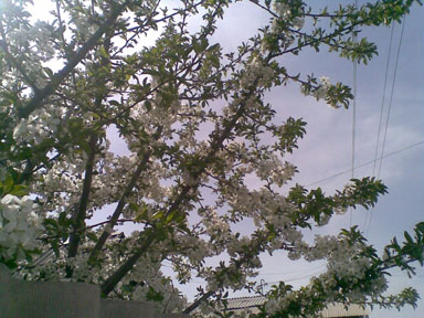 blossom copy.jpg