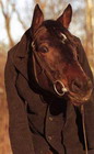 horse.jpg