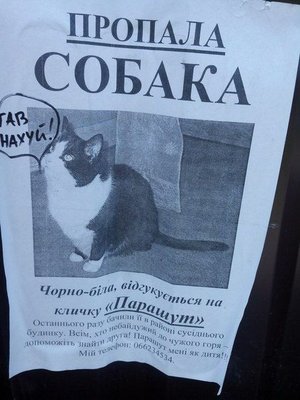 пропала собака.jpg