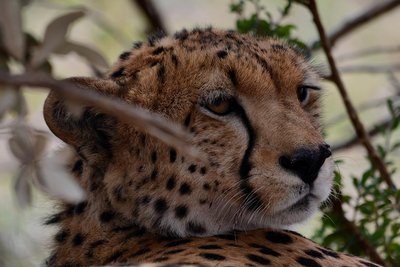 hepard.jpg