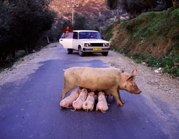 070913_pig.jpg